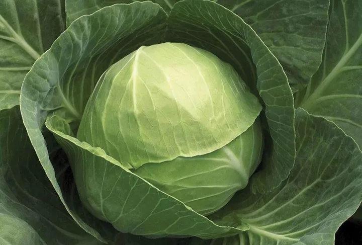Cabbage crop grown from KBS seed