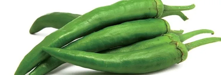 Chilli crop grown from KBS seed
