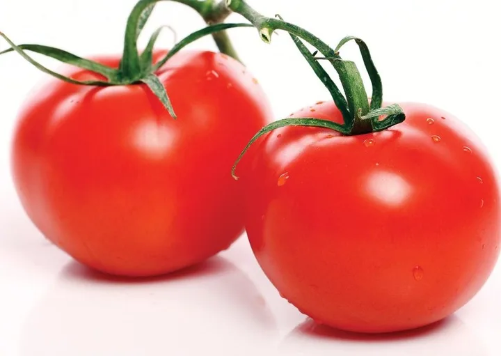 Tomato KTH-103